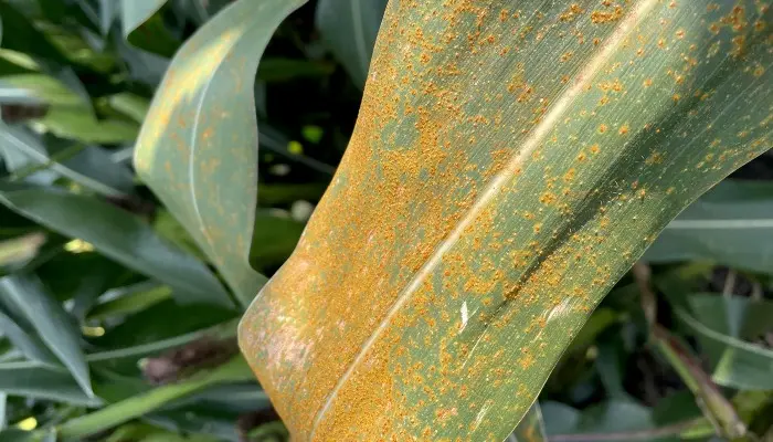 Lighter southern rust pressure expected 