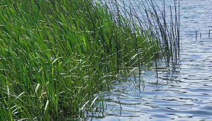 Gulf hypoxia zone second smallest in last 40 years