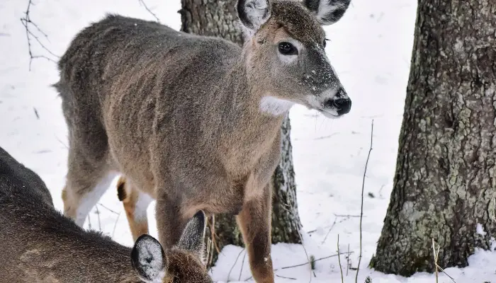 Iowa DNR announces changes for upcoming deer season in western Iowa