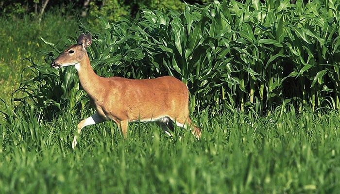 Important Changes Heading in to the 2026-2027 Hunting Seasons