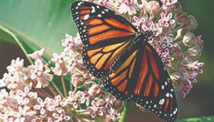 Conservation hosting On-Call Monarch Tagging