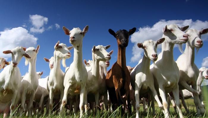 Marion County Goats make History