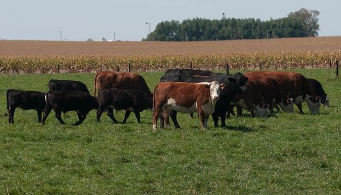 Beef import plan threatens herd rebuilding 