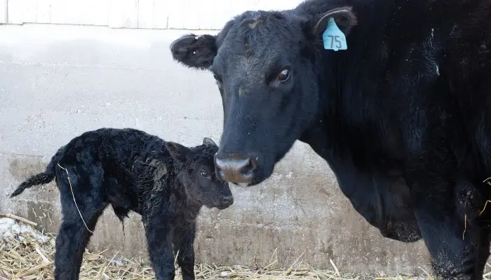 Cheap beef imports could undercut efforts to rebuild cattle herds 