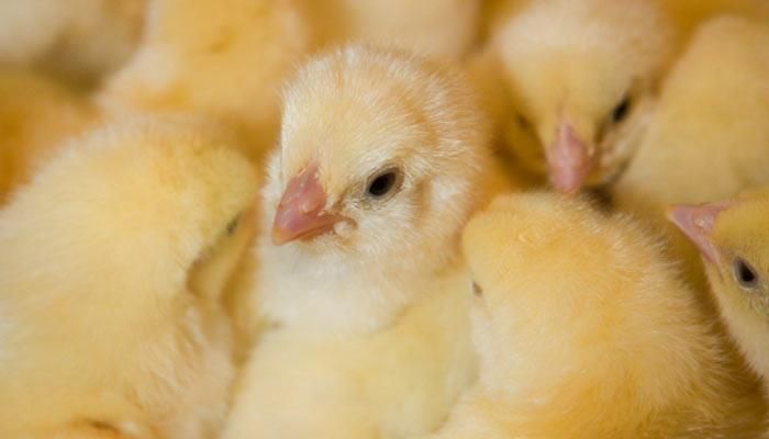 National Chicken Month 