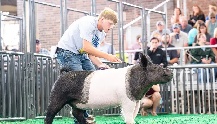Nevada FFA State Fair Swine and Sheep results