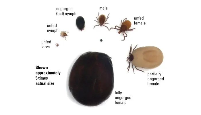 Heavy Tick Pressure Carries Disease Risk 