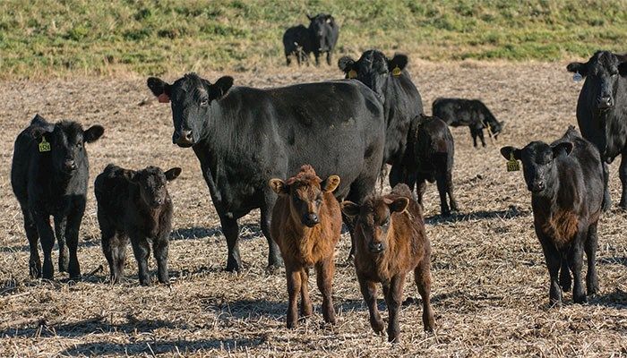 Small Problems Can Add Up in Livestock Barns