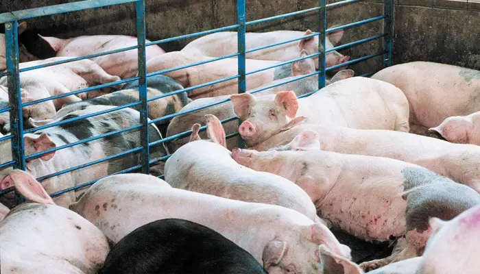 Biosecurity Vital to Maintaining Herd Health 