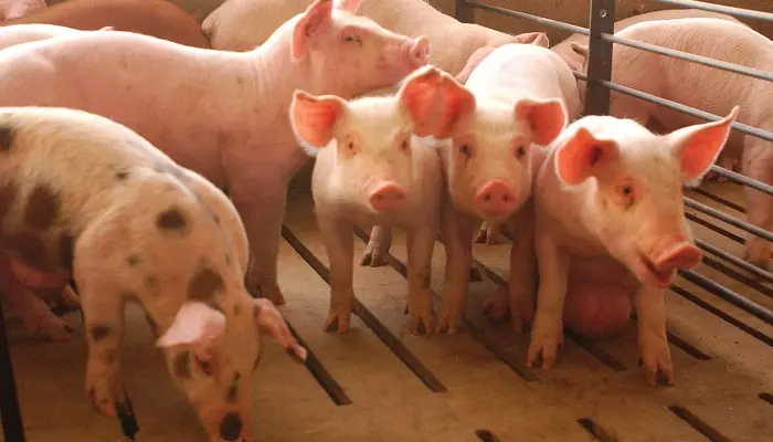 Adopting AI in the Farrowing Barn 