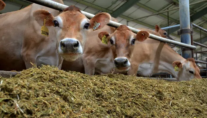Protecting Forage Quality During Storage 