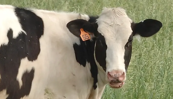 Measuring Dairy Profitability is Complicated 