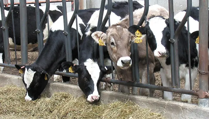 Dairy Career Guidance Available from Extension 