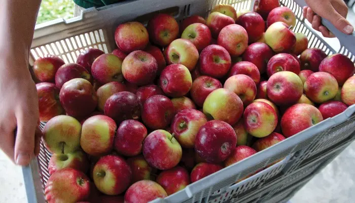 Local Food Momentum Continues to Grow