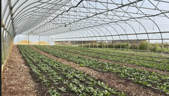 Growers invited to 2026 High Tunnel Short Course in Madrid