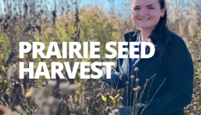 Prairie Seed Harvest