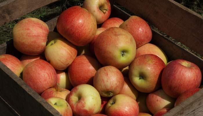 Kindergarten students explore apples through their five senses