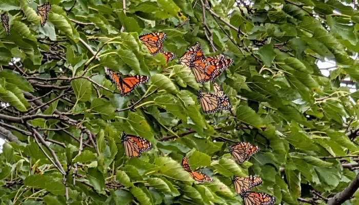 Seeing clusters of monarchs in trees? Here's what's happening