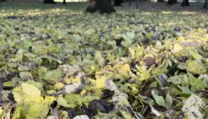 Managing fall leaves in the home landscape