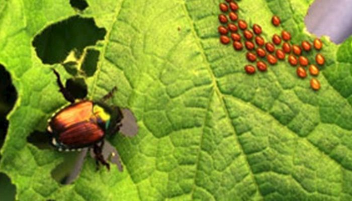 Dry weather brings the beetles to the basil! (And corn and soybeans!)