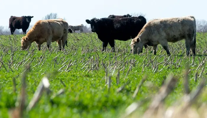 Livestock Production Bolsters Farmland Values
