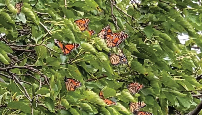 A Rest Stop for Migrating Monarchs