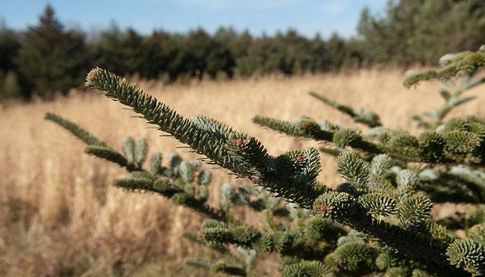 Iowa Christmas tree farm