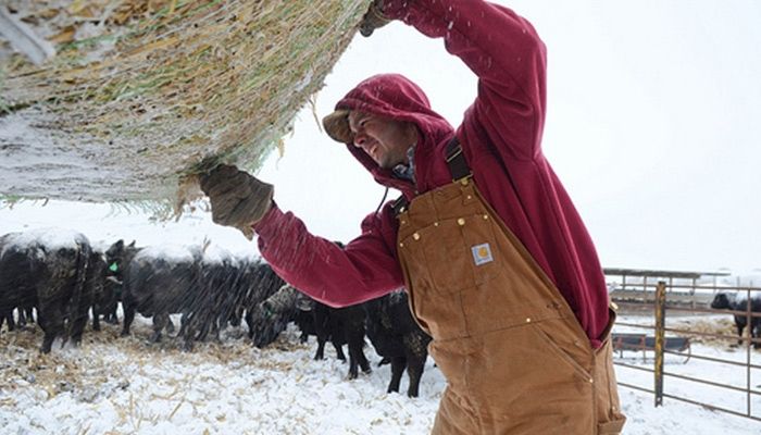 No sick days on the farm