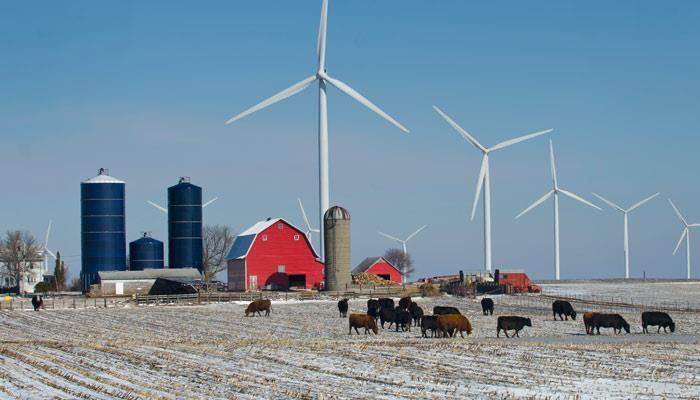 Caring for livestock on a snowy day