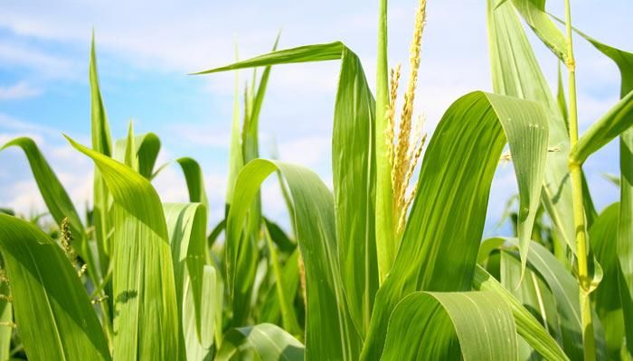 It takes a community to plant a corn field