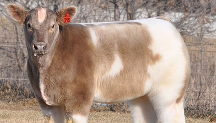 Texas Tornado, famous fluffy Iowa cow