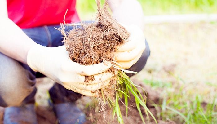 Battling the weeds