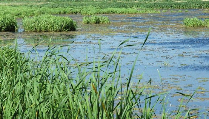 Watershed plan aims to reduce nitrate, phosphorus