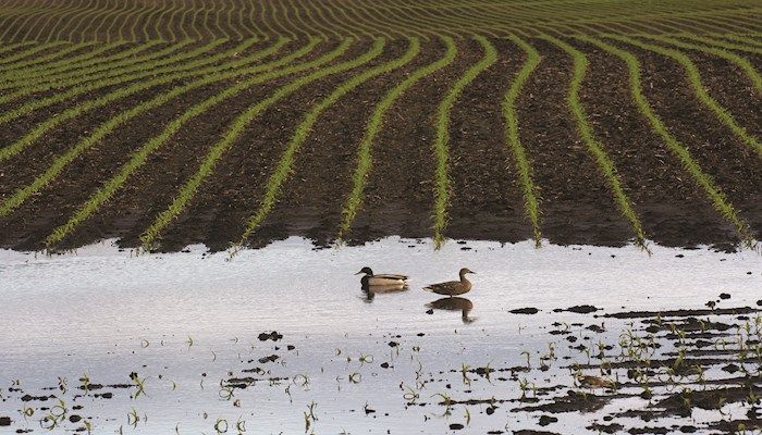 Farmers adapting to heavier springtime rainfall patterns