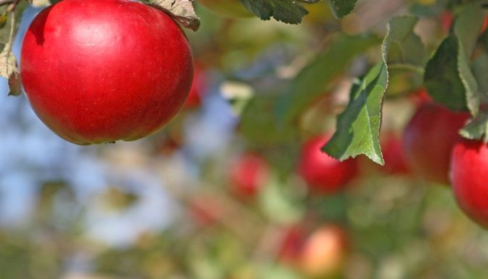 It’s time to treat yourself to Iowa’s apple bounty