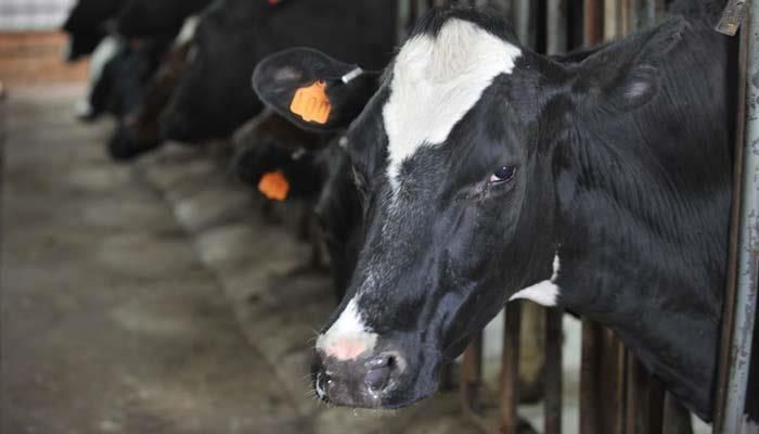 AFBF Urges Support for Dairy Farmers