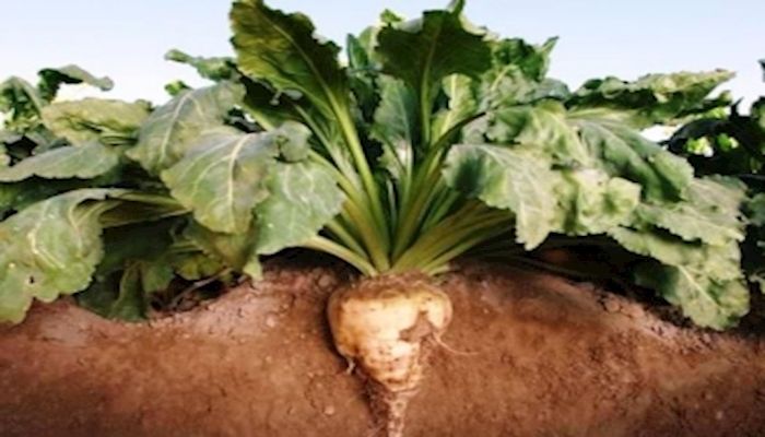 Marketplace: ‘Why Sugar Beet Farmers Are All in on GMOs’ 