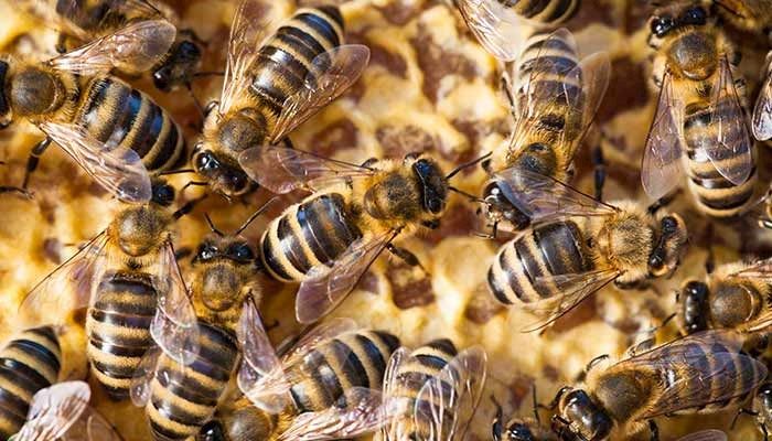 Honeybee 'rescuers' create buzz of goodwill