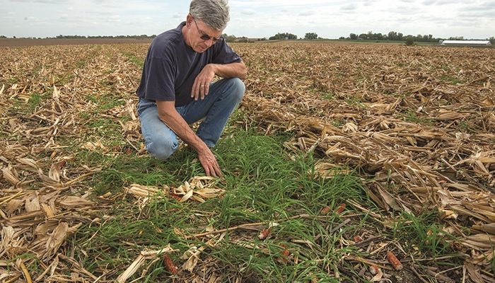 Iowa cover crops