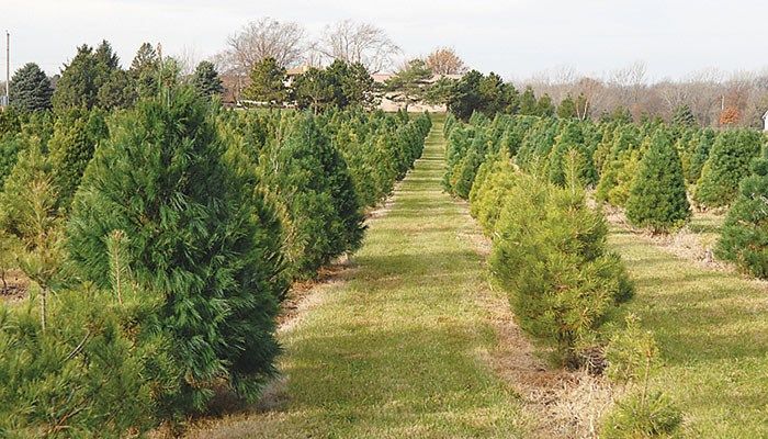 Warmer Weather Leads to Some Shorter Christmas Trees at Local Tree Farm