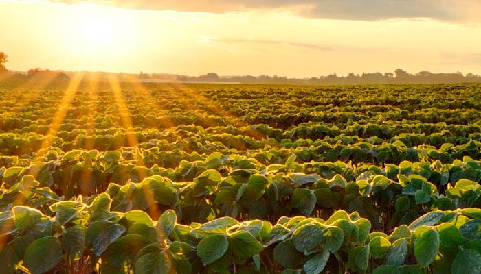 2017 New Crop Iowa Commodity Challenge