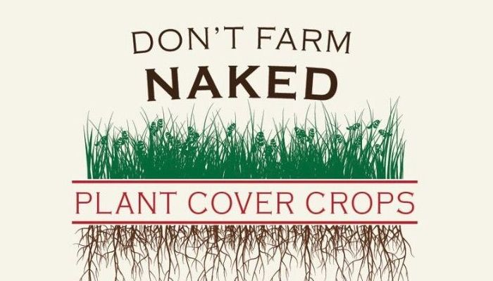 Covering up for conservation: cover crops take off in Iowa