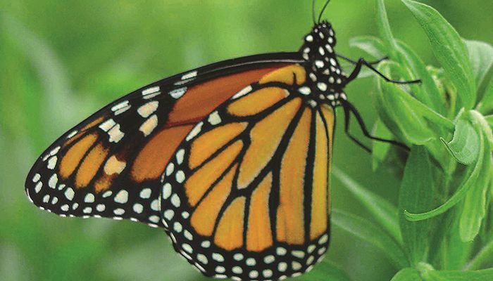 30-plus organizations team up to help re-establish monarch habitat in Iowa