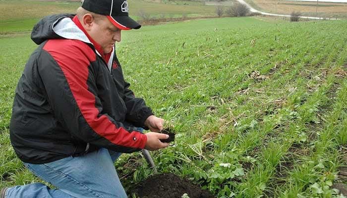 Successfully terminating cover crops