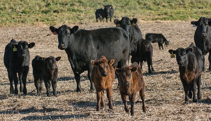 Market Intel: Cow Slaughter Higher in Beef and Dairy Herds