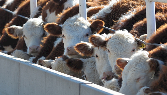 Cattle on Feed: Placements Record Large in March