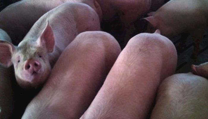 The wind chill outside was 20 degrees below zero, but Larry Sailer's pigs were warm and cozy.