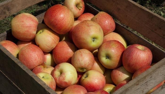 AFBF Market Intel: U.S. Apples and NAFTA