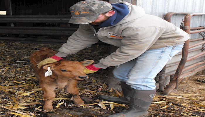 Iraq veteran's French Tarentaise cattle at home in Osage