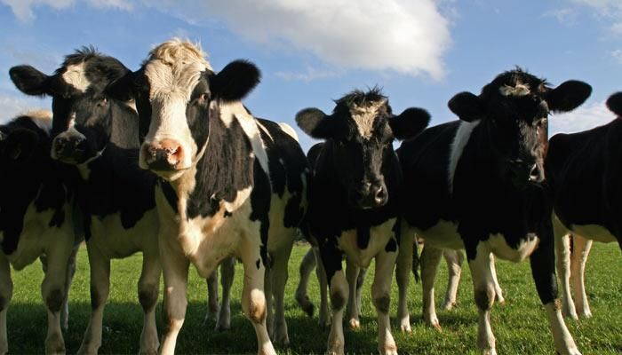 Amish farmers square off against Big Organic in milk battle